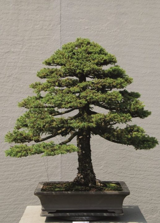 bonsai