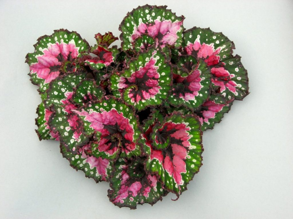 Begonia rex
