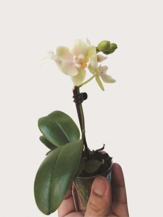 miniatura