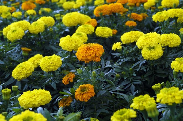 plantas auxiliares