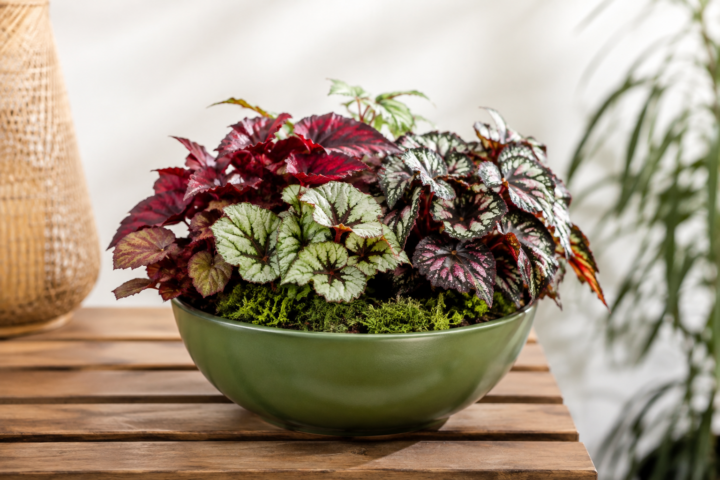 mini jardim com begónias
