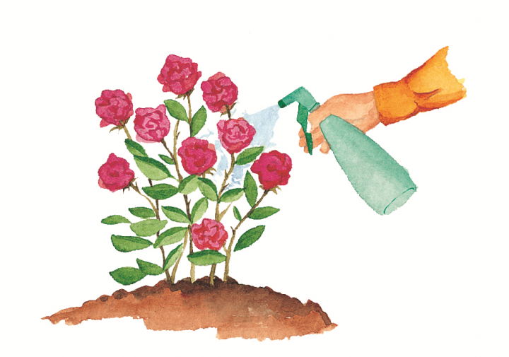 rosas