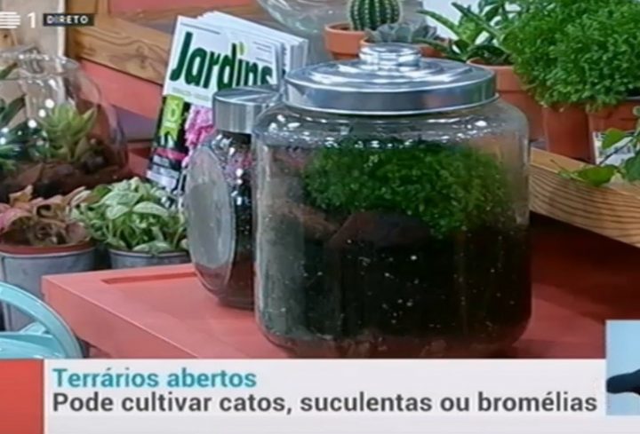 terrário