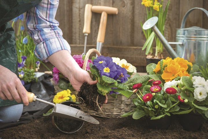 primavera