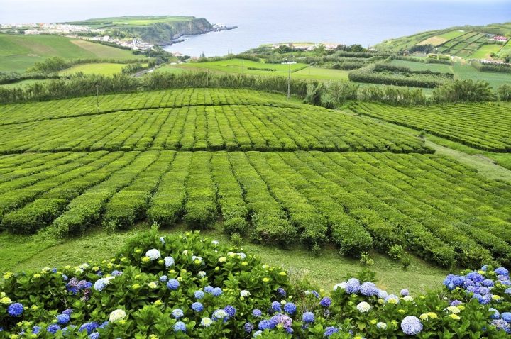 Plantação de chá nos Açores