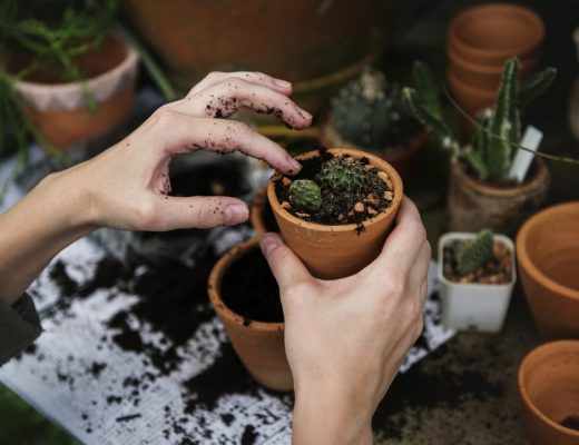 plantas de interior