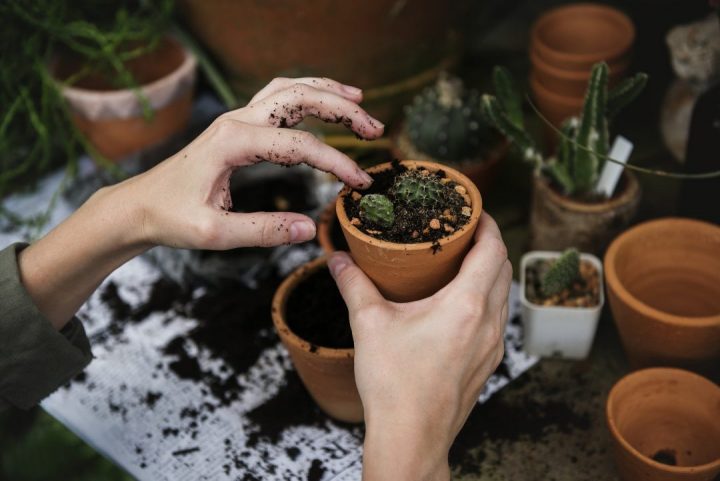plantas de interior