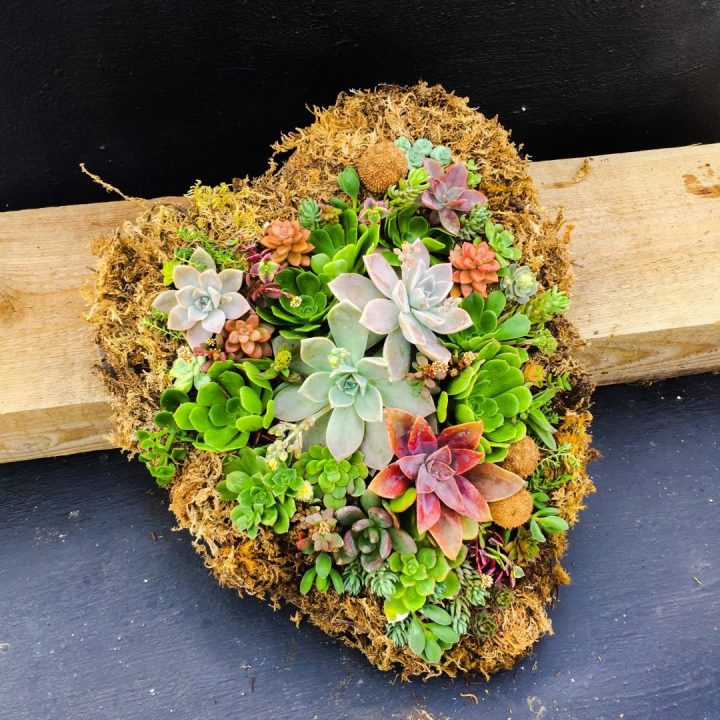 plantas suculentas