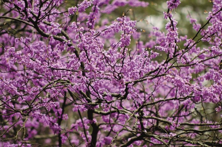 abril
