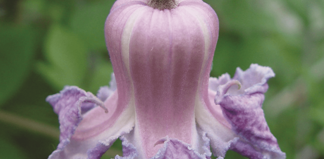 clematites