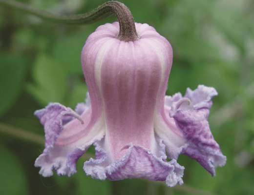 clematites