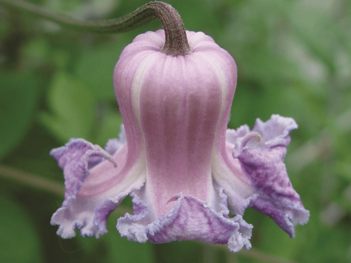 clematites