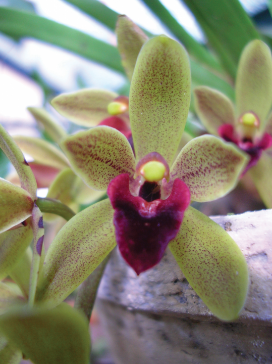 orquídeas