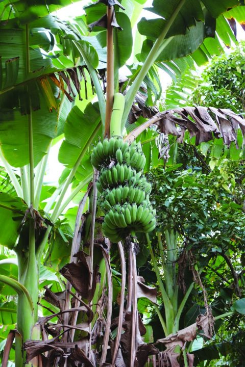 fruteiras