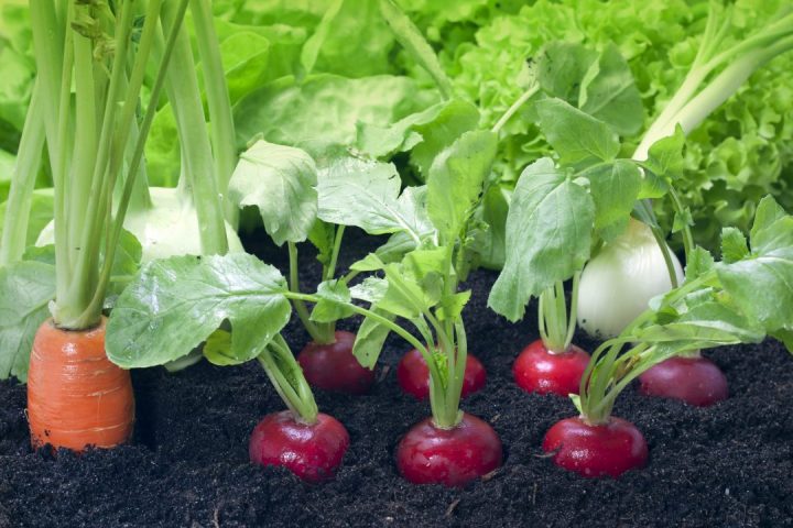 plantar uma salada