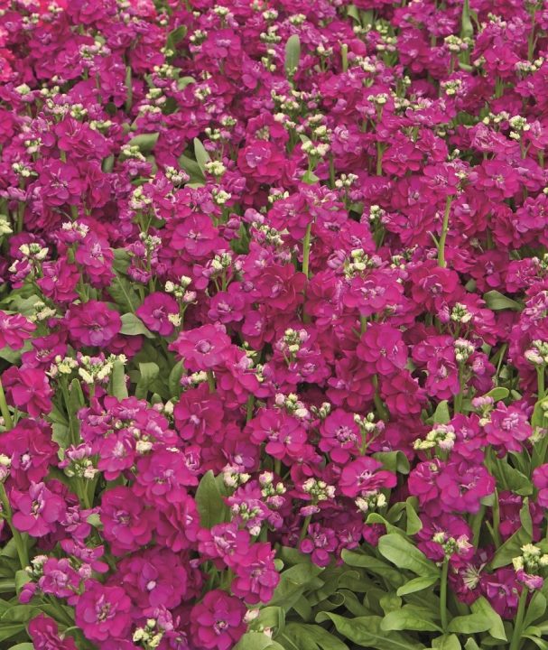 aromas de primavera