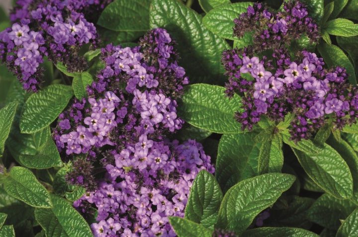 aromas de primavera