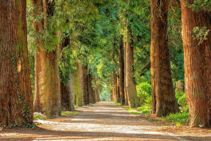 floresta