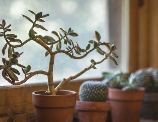 plantas em vaso