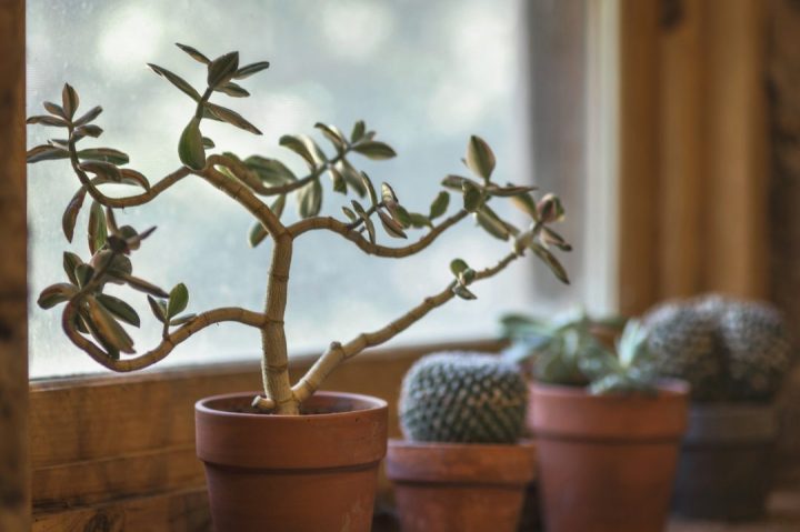 plantas em vaso