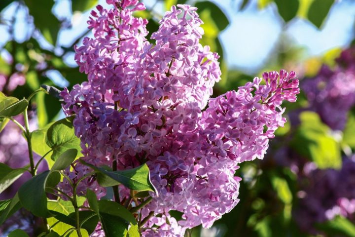 aromas de primavera