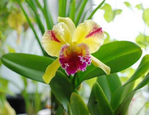 cattleya