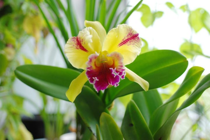 cattleya