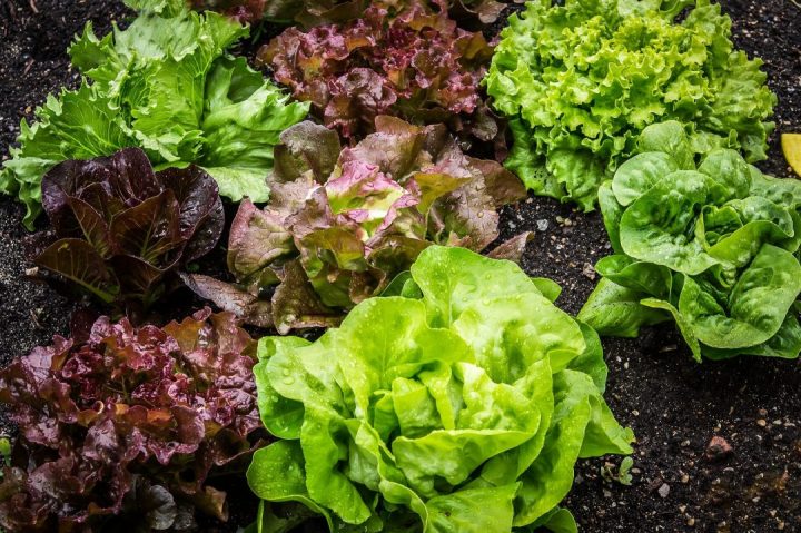 plantar uma salada