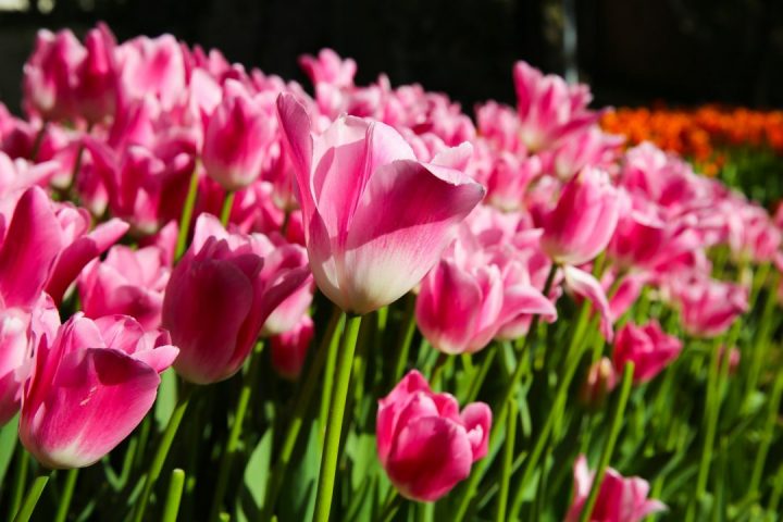 tulipas