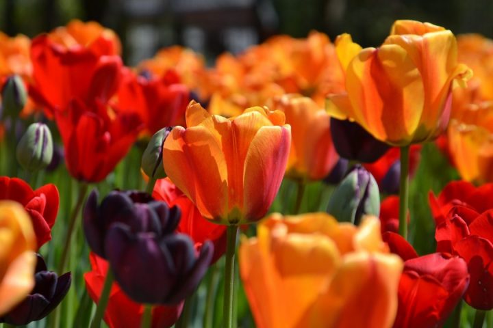 tulipa