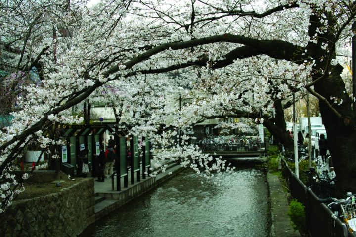 sakura