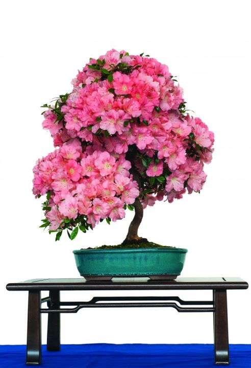 bonsai