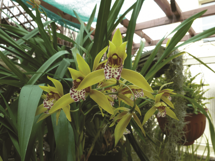 orquídeas mediterrânicas