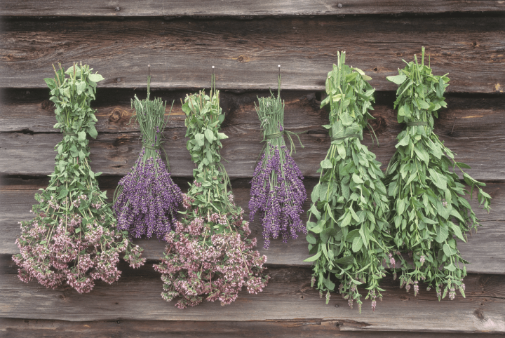 plantas que curam