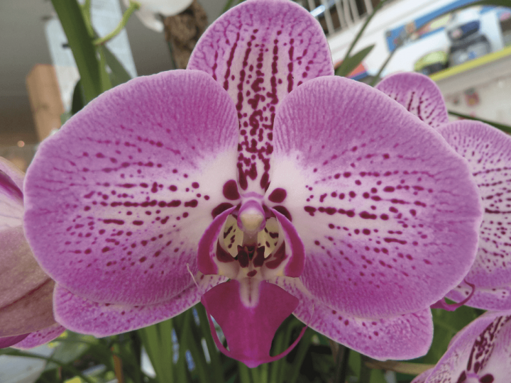 orquídeas