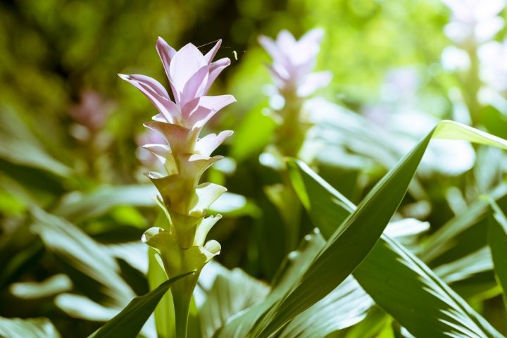 curcuma