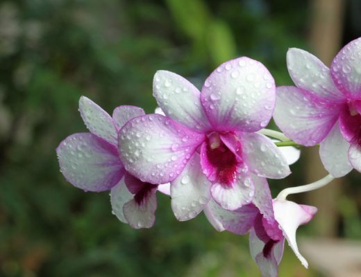 orquídeas-bebé