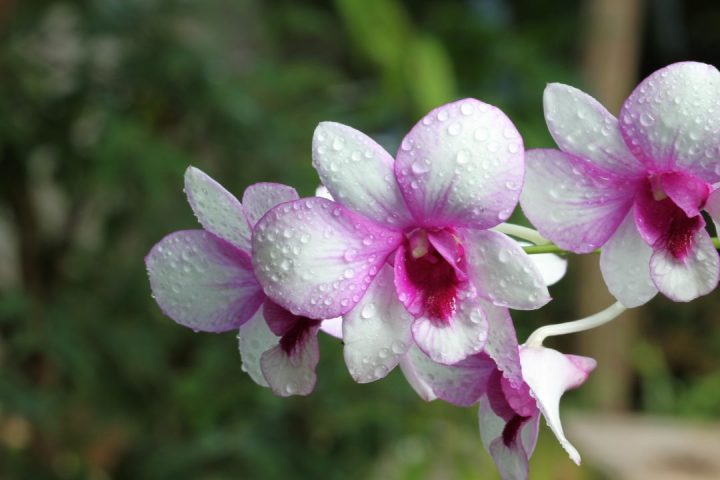 orquídeas-bebé