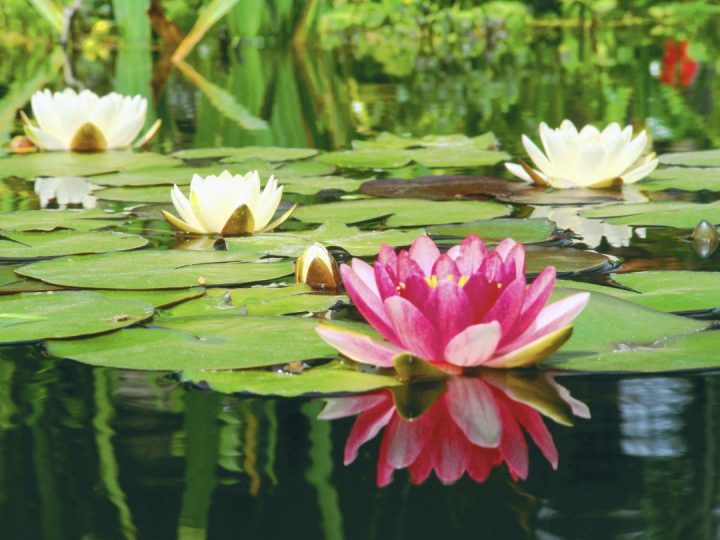 jardins aquáticos