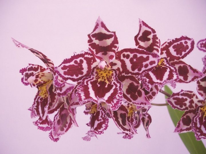 cambria