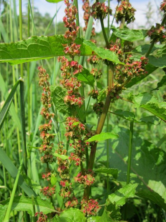 labaças