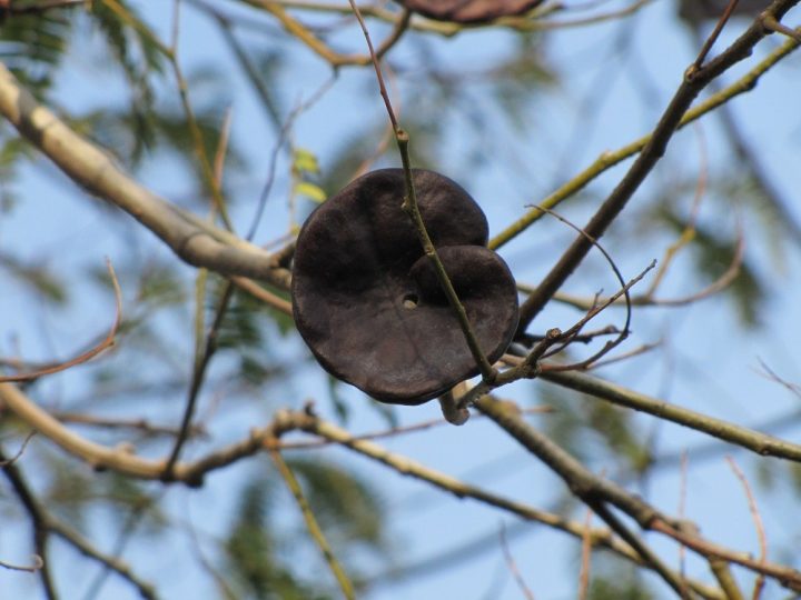 árvore-da-orelha-de-elefante