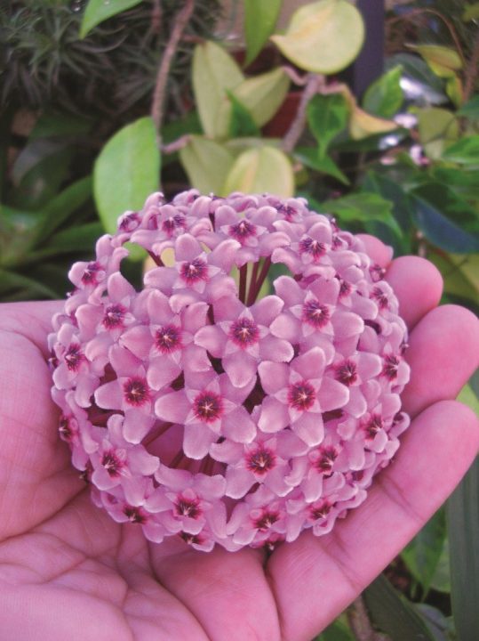 hoya