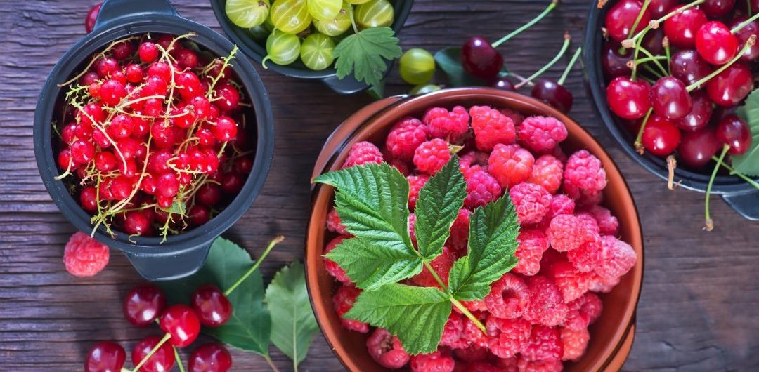 frutos do bosque
