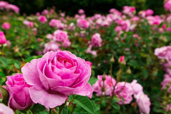 ROSA em flor