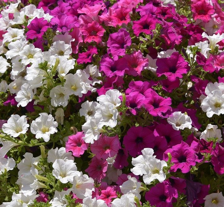 petúnias rosa e brancas