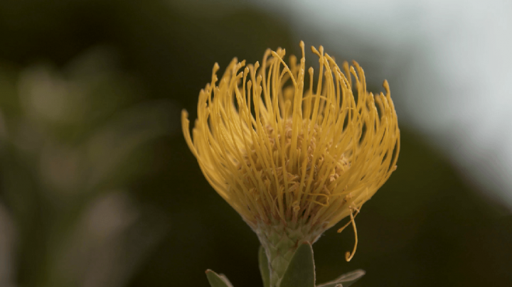 leucospermum