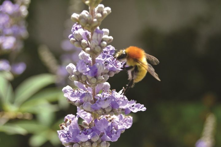 abelhas