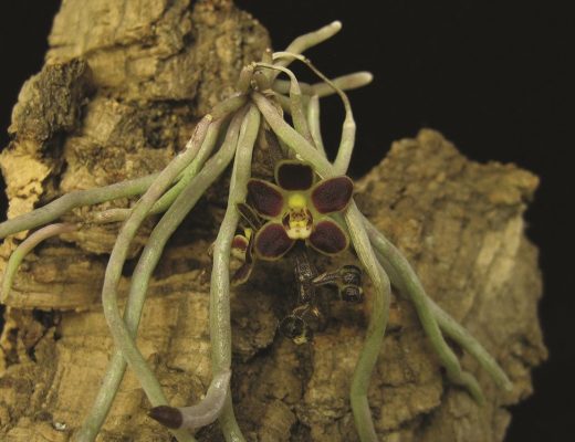 raízes das orquídeas