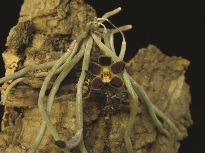 raízes das orquídeas